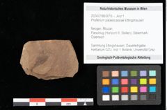 Foto (Objekt + Etikett) von Phyllerium palaeocassiae Ettingshausen (NHMW-GEO-2024-0188-0015)